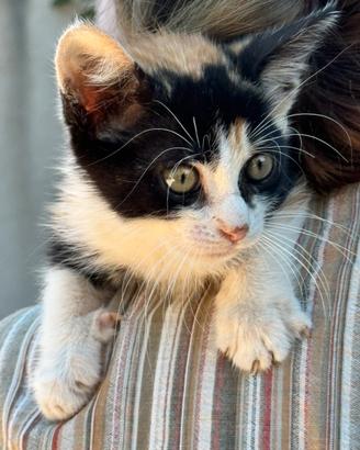 Regalasi gattino