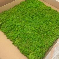 “Parete di muschio stabilizzato per arredamento”