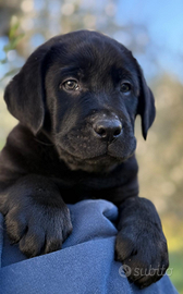 Labrador