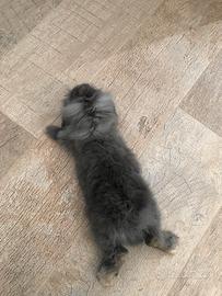 Coniglio ariete nano grigio