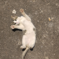 Gattina meravigliosa