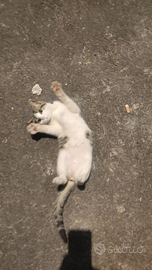 Gattina meravigliosa