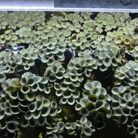 Salvinia Cucculata - Pianta Galeggiante Acquario