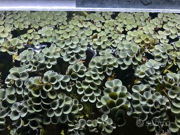 Salvinia Cucculata - Pianta Galeggiante Acquario
