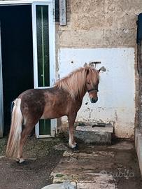 Pony