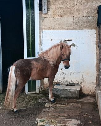 Pony