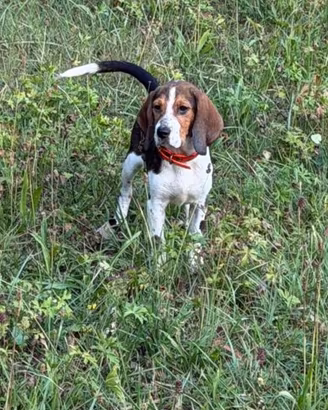 Cuccioli Beagle x Bassotto