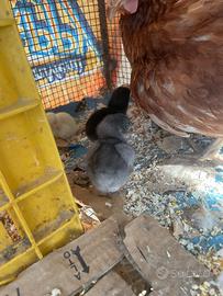 Pulcini brahma x gallina ovaiola