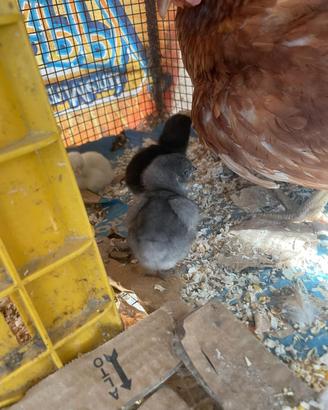 Pulcini brahma x gallina ovaiola