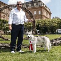 Siberian Husky Riproduttore selezionato ENCI