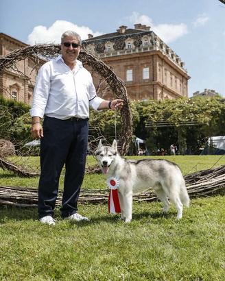 Siberian Husky Riproduttore selezionato ENCI