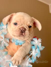 Bulldog francese quasi 2 mesi