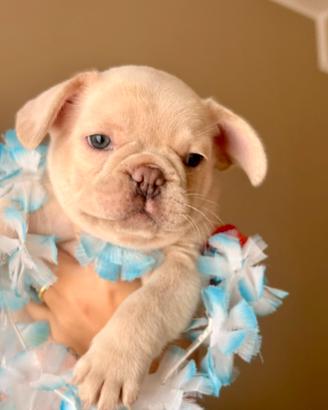 Bulldog francese quasi 2 mesi