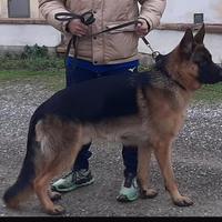 Pastore tedesco