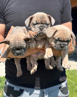 Cuccioli di bulldog francese