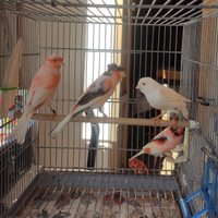 Canarini arlecchino portoghese