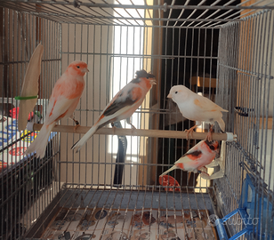 Canarini arlecchino portoghese