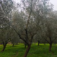 Alberi di Olivo 