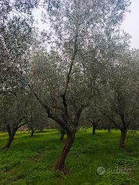Alberi di Olivo 