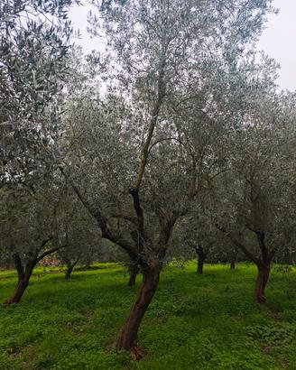 Alberi di Olivo 