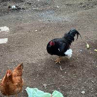 Coppia gallo e galline combattente