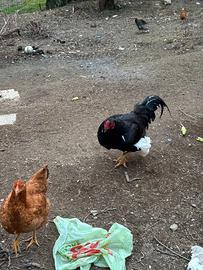 Coppia gallo e galline combattente