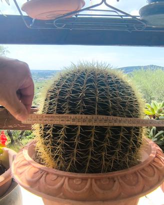 cuscino della suocera