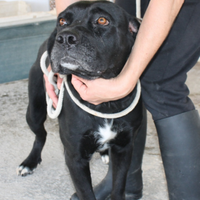 Wendy corso da adottare