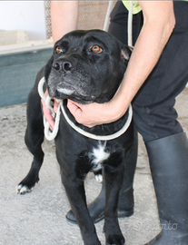 Wendy corso da adottare