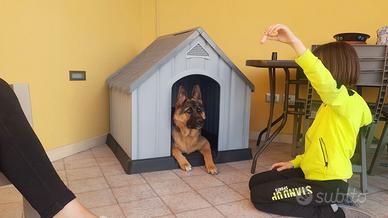 Cuccia per cane