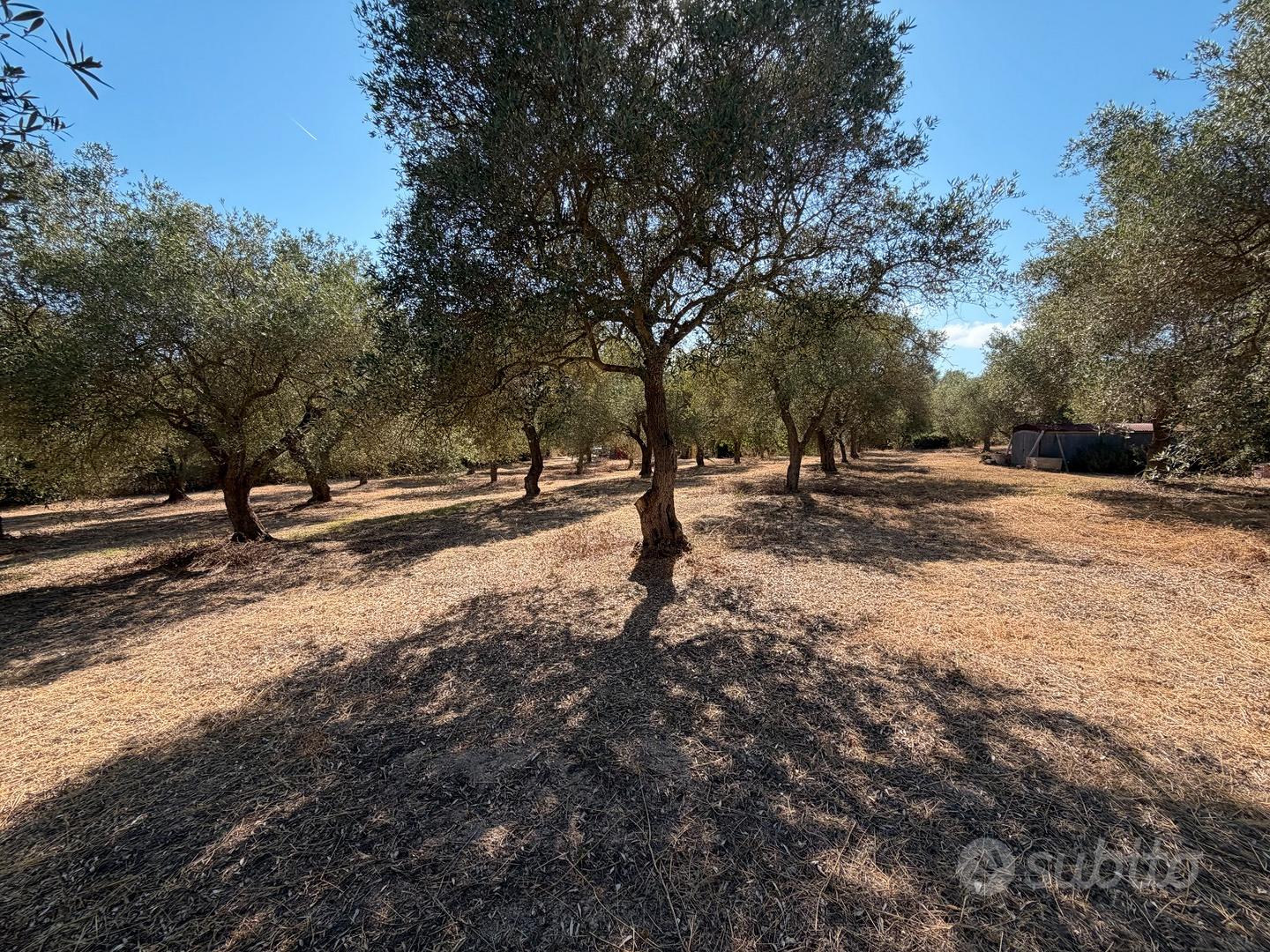 Oliveto in località La Rucchetta - Vista 5
