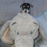 Chihuahua nano maschio