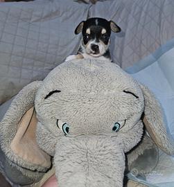 Chihuahua nano maschio