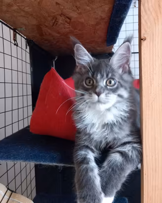 Cuccioli Maine Coon