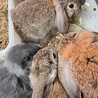 Coniglio ariete nano