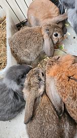 Coniglio ariete nano