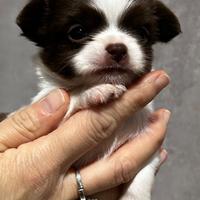 Chihuahua pelo lungo