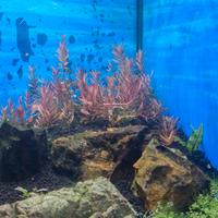 piante acquario dolce 