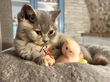 Gattini British Shorthair
