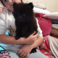 Spitz