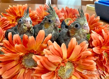 Calopsite da imbecco