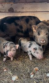 Maialini Nani/Mini Pig