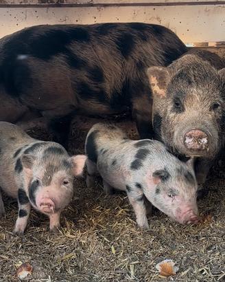 Maialini Nani/Mini Pig