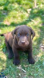 Labrador Chocolate