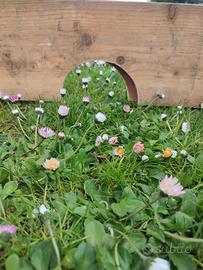 recinto tartaruga coniglio 