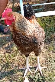 Gallo