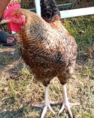 Gallo