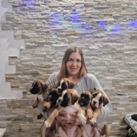 Cuccioli boxer allevamento certificato