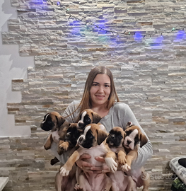 Cuccioli boxer allevamento certificato