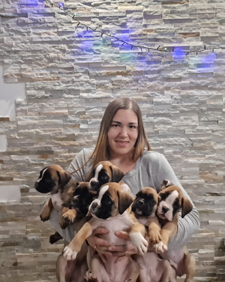 Cuccioli boxer allevamento certificato